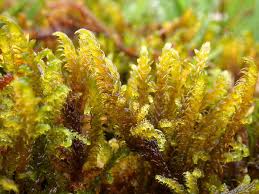 Attēlu rezultāti vaicājumam “Palustriella falcata”