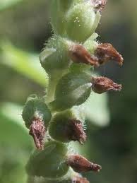 Attēlu rezultāti vaicājumam “Goodyera repens bud”