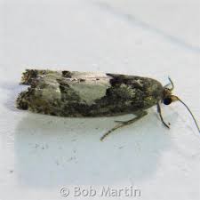 Attēlu rezultāti vaicājumam “Epinotia trigonella”