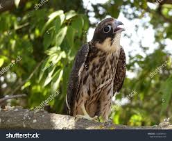 Attēlu rezultāti vaicājumam “Falco subbuteo”