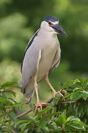 Image result for Nycticorax nycticorax