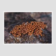 Attēlu rezultāti vaicājumam “Trichia scabra spores”