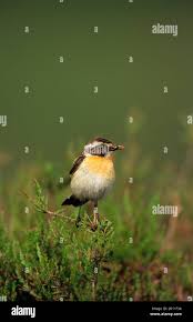 Attēlu rezultāti vaicājumam “Saxicola rubetra adult”