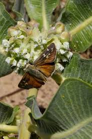Attēlu rezultāti vaicājumam “Arenaria procera bud”