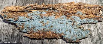 Attēlu rezultāti vaicājumam “Byssocorticium atrovirens”