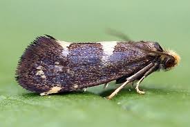 Attēlu rezultāti vaicājumam “Incurvaria oehlmanniella”