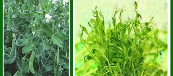 Attēlu rezultāti vaicājumam “Pisum sativum leaf”