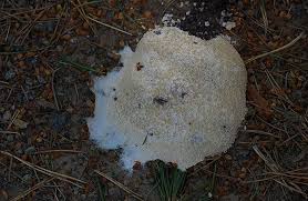 Attēlu rezultāti vaicājumam “Fuligo cinerea”