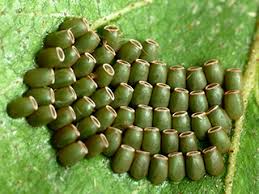 Attēlu rezultāti vaicājumam “Ennomos autumnaria male”