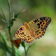 Attēlu rezultāti vaicājumam “Argynnis adippe underside”