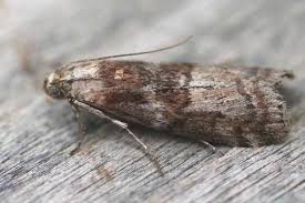 Attēlu rezultāti vaicājumam “Phycita roborella”