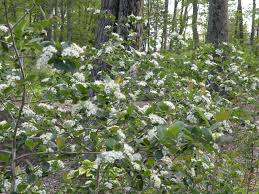 Attēlu rezultāti vaicājumam “Aronia melanocarpa”