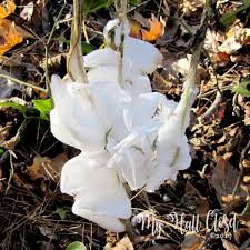Attēlu rezultāti vaicājumam “Frost Flowers”