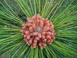 Attēlu rezultāti vaicājumam “Pinus pumila male flower”