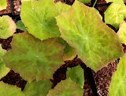 Attēlu rezultāti vaicājumam “Didymium difforme sessile”