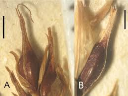 Attēlu rezultāti vaicājumam “Carex sylvatica fruit”