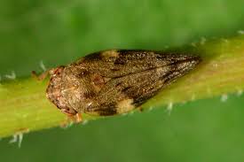 Attēlu rezultāti vaicājumam “Aphrophora alni imago”