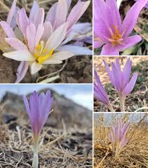 Attēlu rezultāti vaicājumam “Colchicaceae”