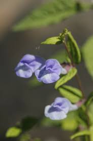 Attēlu rezultāti vaicājumam “Scutellaria galericulata leaf”