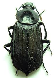 Attēlu rezultāti vaicājumam “Necrodes littoralis”