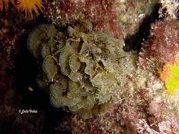 Attēlu rezultāti vaicājumam “Dictydiaethaliaceae”