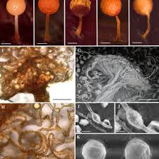 Attēlu rezultāti vaicājumam “Arcyria helvetica”