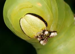 Attēlu rezultāti vaicājumam “Craniophora ligustri larva”