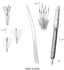 Attēlu rezultāti vaicājumam “Typhaceae”