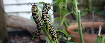 Image result for monarch caterpillar