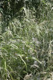 Attēlu rezultāti vaicājumam “Festuca gigantea”