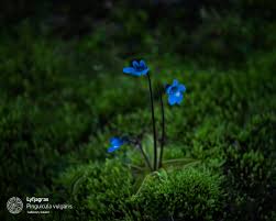 Attēlu rezultāti vaicājumam “Pinguicula vulgaris”