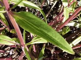 Attēlu rezultāti vaicājumam “Dracocephalum ruyschiana leaf”