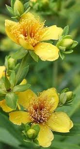 Attēlu rezultāti vaicājumam “Hypericum maculatum flower”