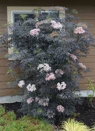 Attēlu rezultāti vaicājumam “Sambucus nigra flower”