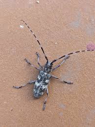 Attēlu rezultāti vaicājumam “Monochamus galloprovincialis”