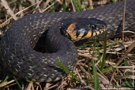 Attēlu rezultāti vaicājumam “Natrix natrix adult”