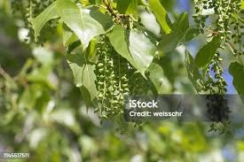 Attēlu rezultāti vaicājumam “Populus x canadensis”