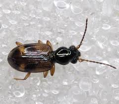 Attēlu rezultāti vaicājumam “Bembidion litorale”