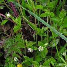 Attēlu rezultāti vaicājumam “Moehringia trinervia”