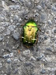 Attēlu rezultāti vaicājumam “Scarabaeidae”