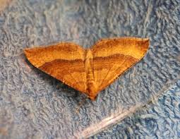 Attēlu rezultāti vaicājumam “Larentia clavaria”