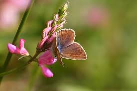 Attēlu rezultāti vaicājumam “Agrodiaetus damon underside”