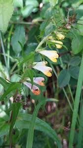 Attēlu rezultāti vaicājumam “Melampyrum pratense leaf”