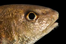 Image result for Micropogonias undulatus