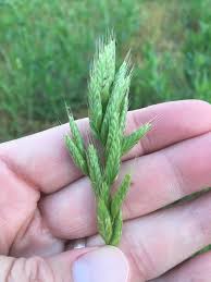 Attēlu rezultāti vaicājumam “Bromus hordeaceus subsp. hordaceus fruit”