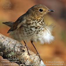 Image result for Catharus ustulatus