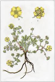 Attēlu rezultāti vaicājumam “Potentilla arenaria”