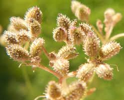 Attēlu rezultāti vaicājumam “Torilis japonica”