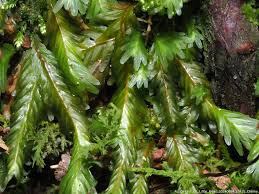 Attēlu rezultāti vaicājumam “Fissidens osmundoides”