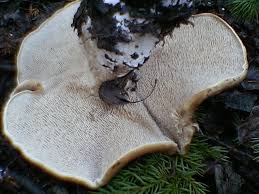 Attēlu rezultāti vaicājumam “Sarcodon imbricatum”